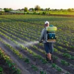 The EU wants to make it easier to use pesticides. Here’s why