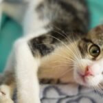 A cat cafe builds community in Kampala