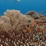 How does climate change affect biodiversity?