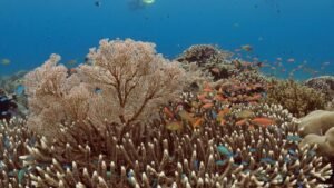 How does climate change affect biodiversity?