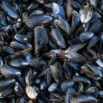 Italy: New building material made from shells