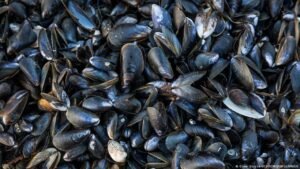 Italy: New building material made from shells