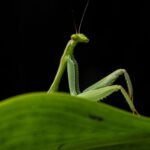 Comedy Wildlife Awards 2026: Funniest animals worldwide