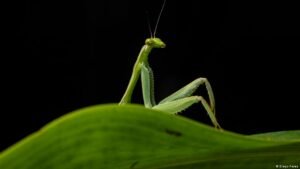 Comedy Wildlife Awards 2026: Funniest animals worldwide
