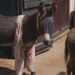 In Britain, pajamas help donkeys keeps insects at bay
