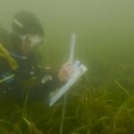 Meet the divers reviving damaged seagrass meadows beneath the Baltic Sea
