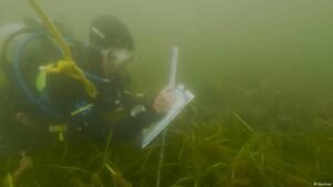 Meet the divers reviving damaged seagrass meadows beneath the Baltic Sea