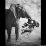 Wildlife Photographer of the Year 2026: the winners