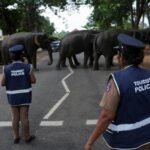 In Sri Lanka, wild elephants increasingly clash with humans