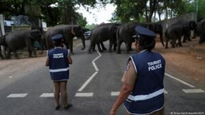 In Sri Lanka, wild elephants increasingly clash with humans