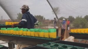 High El Nino heat puts farmers in South Africa on high alert