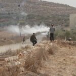West Bank olive harvest under attack