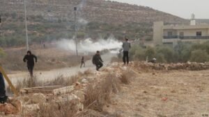 West Bank olive harvest under attack