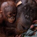Indonesia wildfires destroy orangutans’ remaining habitat