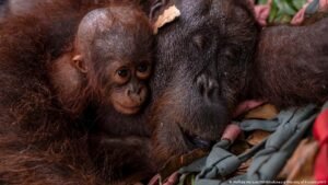 Indonesia wildfires destroy orangutans’ remaining habitat