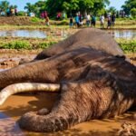 Sri Lanka: Death of iconic elephant raises habitat concerns