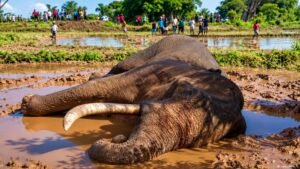 Sri Lanka: Death of iconic elephant raises habitat concerns