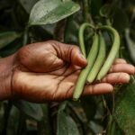 Sao Tome: The sweet comeback of vanilla
