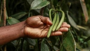 Sao Tome: The sweet comeback of vanilla