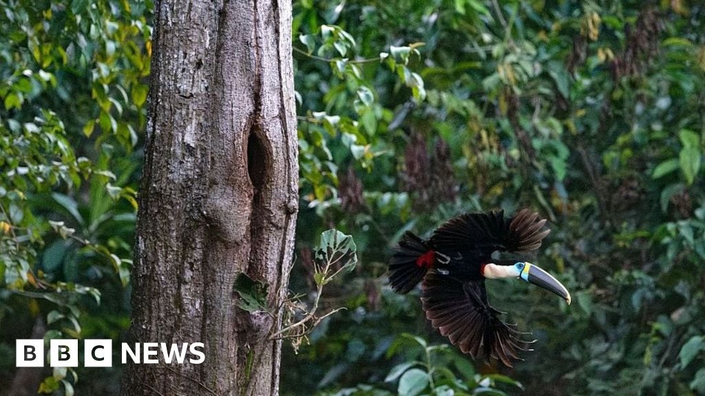 Brazil sees record fall in Amazon deforestation as key election looms