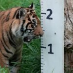 Man dies after tiger attack at UK zoo: police