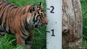 Man dies after tiger attack at UK zoo: police