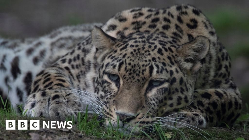 Dutch zookeeper dies after being mauled in leopard enclosure