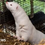 Denmark to ban mink farming in government U-turn