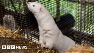 Denmark to ban mink farming in government U-turn