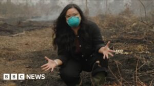 Why is a peat fire so bad? BBC is in Indonesia to find out