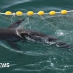 Bukangi: Will the shark leave the Busan canal and make it back to sea?