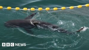 Bukangi: Will the shark leave the Busan canal and make it back to sea?