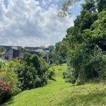 Nature groups welcome revised Maju Forest and Gillman Barracks housing plans, but maintain need for safeguards