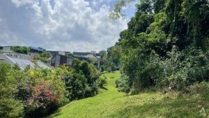 Nature groups welcome revised Maju Forest and Gillman Barracks housing plans, but maintain need for safeguards
