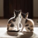 About 40 cat fosterers approved under new pilot scheme as rescuers weigh benefits, restrictions