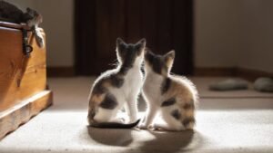 About 40 cat fosterers approved under new pilot scheme as rescuers weigh benefits, restrictions