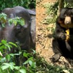 Spotting pygmy elephants, eating UFO tarts: Why Sandakan should be on your Sabah travel list