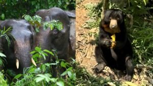 Spotting pygmy elephants, eating UFO tarts: Why Sandakan should be on your Sabah travel list
