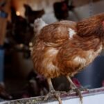 Thailand asks firms to cut egg exports after flood losses